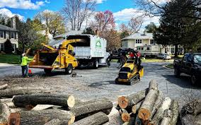 Trusted Port Orange, FL Tree Removal Experts