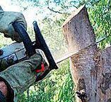 Best Tree Preservation Services  in Port Orange, FL