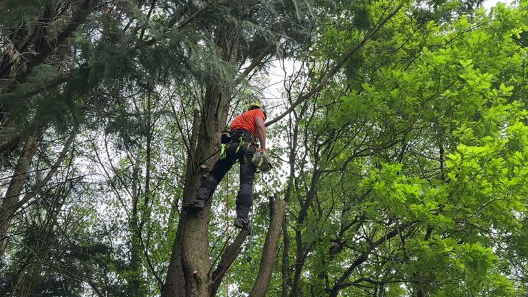 Best Root Management and Removal  in Port Orange, FL