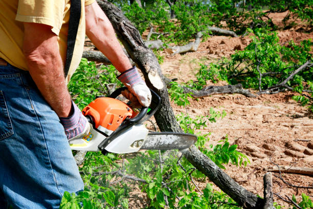 Best Firewood Processing and Delivery  in Port Orange, FL