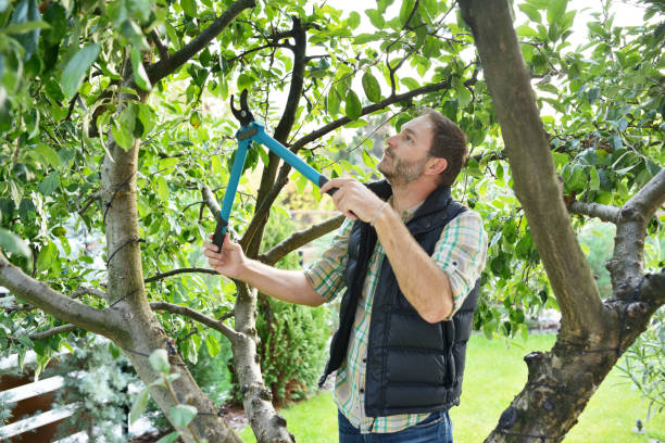 Best Tree Risk Assessment  in Port Orange, FL